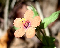 Scarlet Pimpernel - Anagallis arvensis