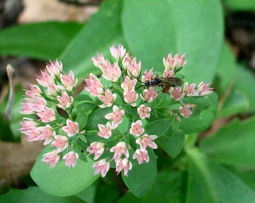 sedum-1.jpg