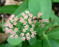 Sedum spectabile