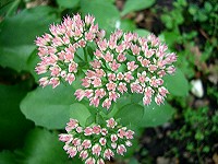 Sedum spectabile