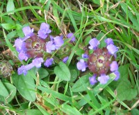 Selfheal - Prunella vulgaris