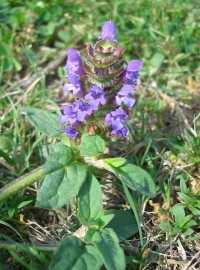 Selfheal - Prunella vulgaris