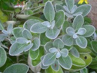 Senecio greyi