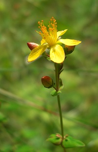 Slender St John's Wort - Hypericum pulchrum