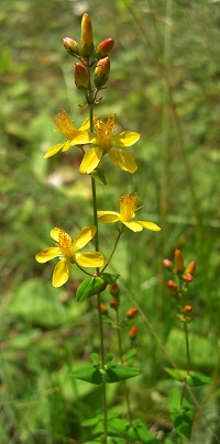 Slender St John's Wort - Hypericum pulchrum