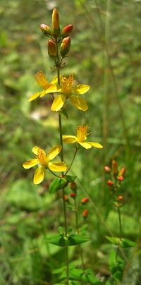 Slender St John's Wort - Hypericum pulchrum