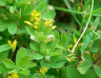 Slender Trefoil - Trifolium micranthum