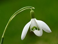 Snowdrop - Galanthus nivalis