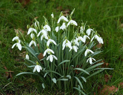 images of snowdrops