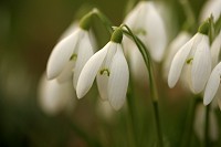 Snowdrop - Galanthus nivalis