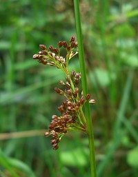 Soft Rush - Juncus effusus