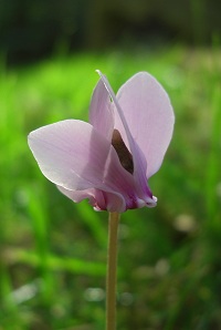 Sowbread - Cyclamen hederifolium