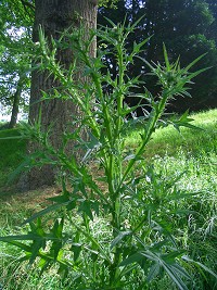 Spear Thistle - Cirsium vulgare