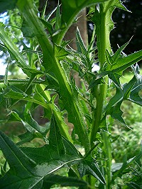 Spear Thistle - Cirsium vulgare