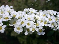 Spiraea - Spiraea thunbergii