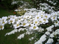 Spiraea - Spiraea thunbergii