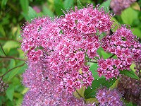 Spiraea japonica