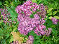 Spiraea japonica