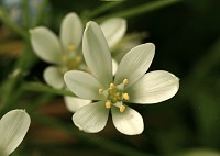 Star of Bethlehem - Ornithogalum umbellatum