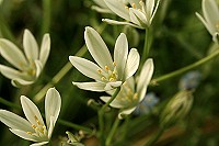 Star of Bethlehem - Ornithogalum umbellatum