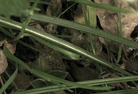 Star of Bethlehem - Ornithogalum umbellatum