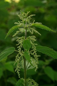 Stinging Nettle - Urtica dioica