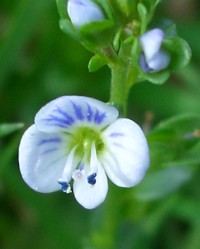 Thyme-leaved Speedwell - Veronica serpyllifolia