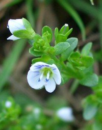 Thyme-leaved Speedwell - Veronica serpyllifolia