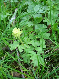 Townhall Clock - Adoxa Moschatellina