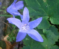 Trailing Bellflower - Campanula poscharskyana