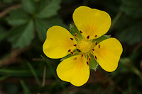 Trailing Tormentil - Potentilla anglica