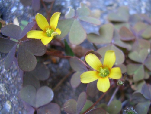 yellow sorrel