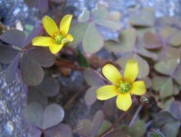 Upright Yellow Sorrel - oxalis europaea