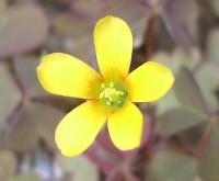 Upright Yellow Sorrel - oxalis europaea