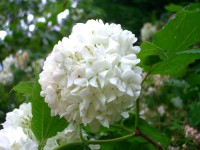 Viburnum macrocephalum