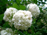 Viburnum macrocephalum