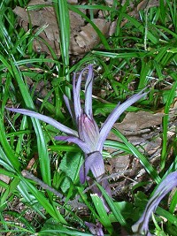 Violet Helleborine - Epipactis purpuratas