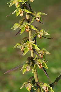 Violet Helleborine - Epipactis purpuratas