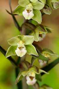 Violet Helleborine - Epipactis purpuratas