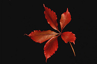 Virginia Creeper - Parthenocissus quinquefolia