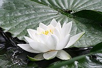 Water Lily