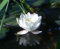 Water Lily