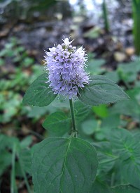 Water Mint - Mentha aquatica