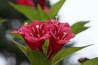 Weigela florida