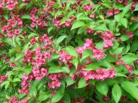 Weigela florida