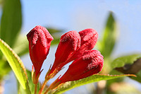 Weigela florida