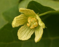 White Bryony - Bryonia dioica