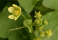 White Bryony - Bryonia dioica