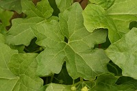 White Bryony - Bryonia dioica