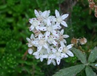 White Stonecrop - Sedum album